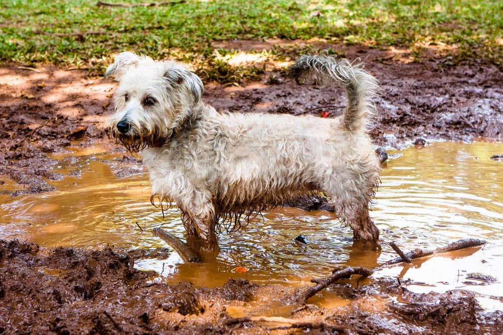 Dog playing in mud