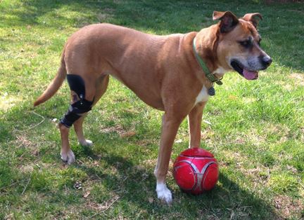 Boxer dog playing with soccer ball and wearing a knee brace for torn cruciate ligament