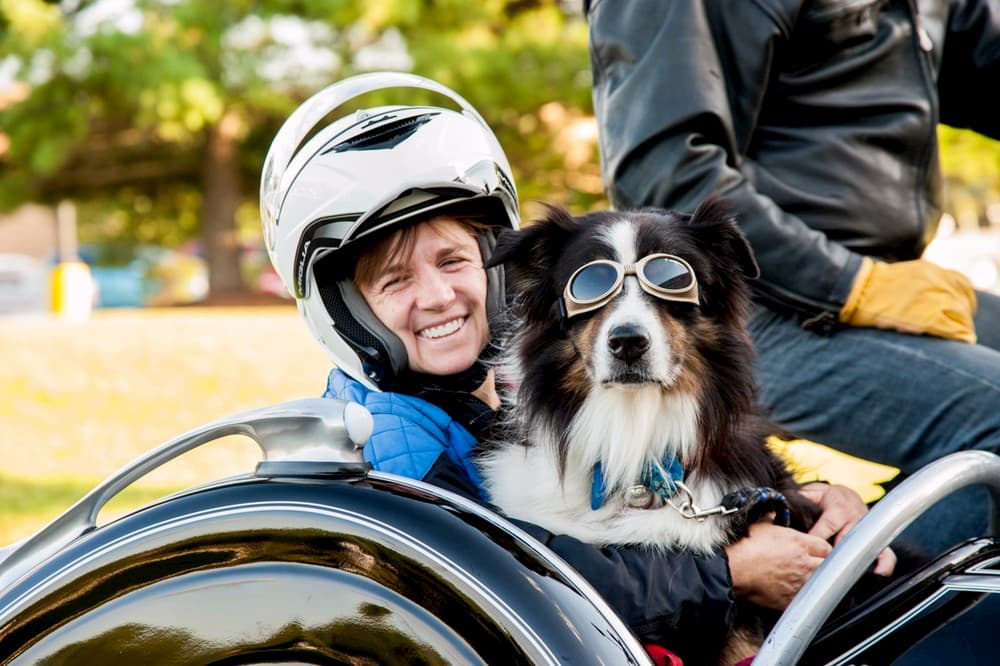 Australian Shepherd dog and owner riding in sidecar of motorcycle