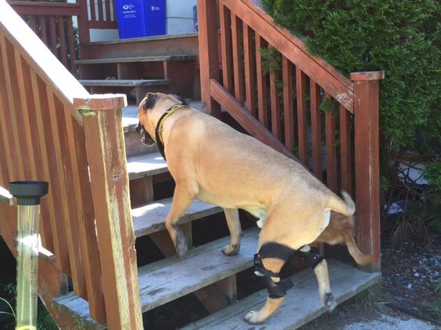 Dog climbing stairs wearing 2 dog leg braces