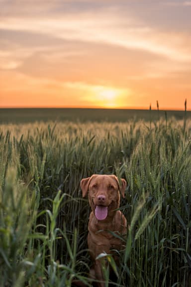 Labrador dog playing in wheat field with sun setting behind him